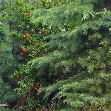 Bright Charming House With A Garten Balkony, Panoramic View And Full Equiped Kitchen דירה Pilisvörösvár